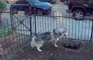 (VIDEO) Husky Dog Saves Neighborhood From Gas Leak