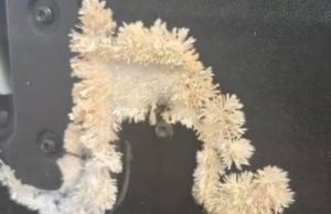 Under the back seat of my car, I noticed something very unusual that kept growing right before my eyes – I was surprised when I found out what it was