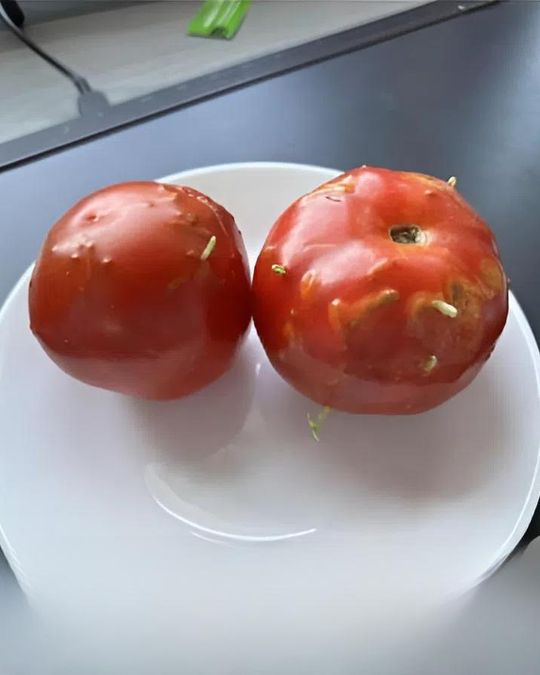 Strange Riddle: Damaged Tomatoes, an Unexpected Discovery in My Kitchen ...
