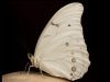 The Spiritual Meaning of White  Butterflies in Your Home: Messages That Fly Silently