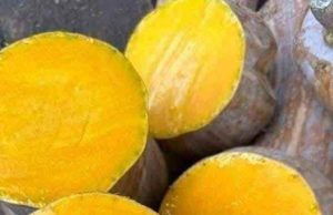 Doctors reveal that eating pumpkin causes …