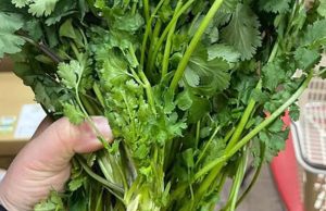 Doctors reveal that eating coriander causes …